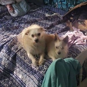 Meet your Posher, Rose